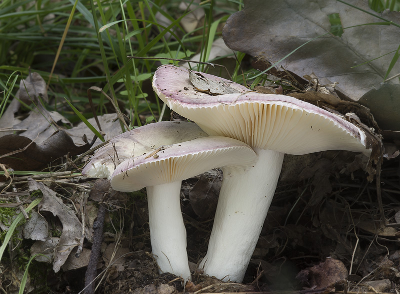 Russula amoenicolor